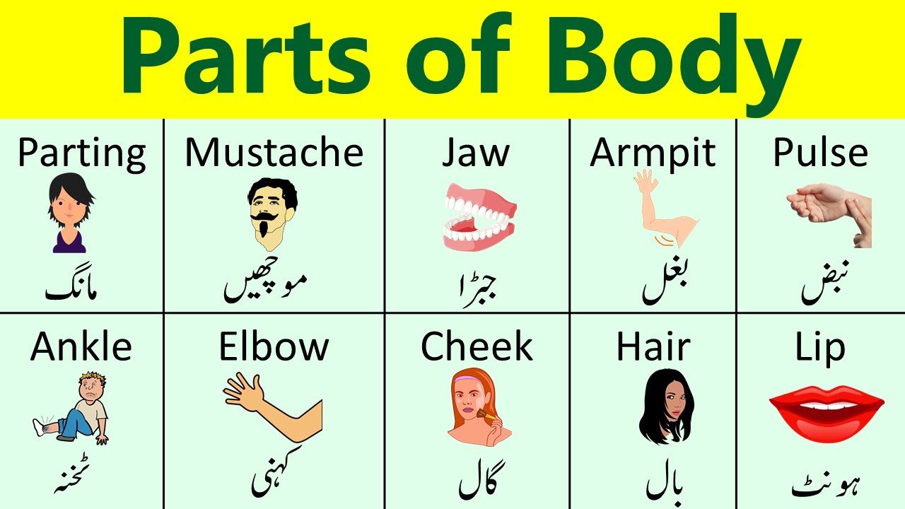 Parts of Body in English with Urdu Meaning | Body Parts for kids in Urdu