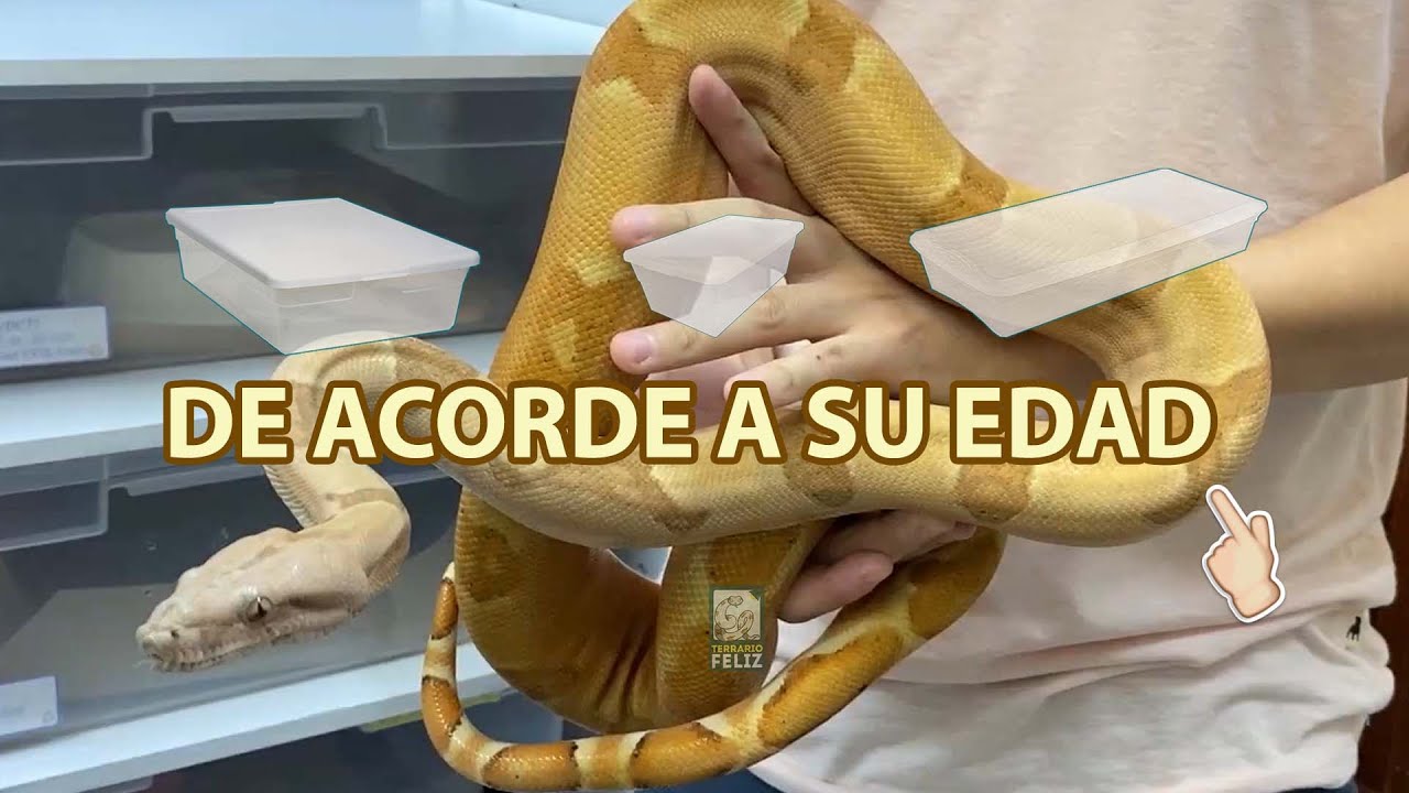 ESPACIO que necesita tu BOA - El Terrario Feliz