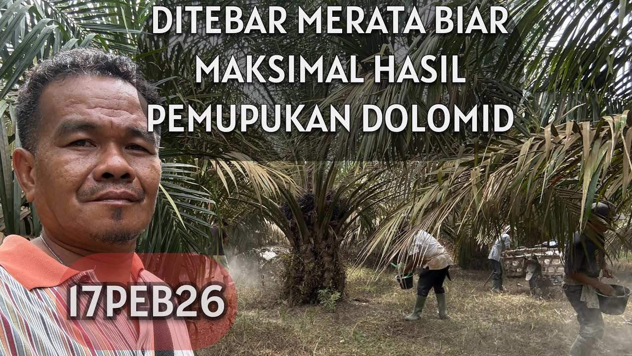 CARA APLIKASI TERBAIK DOLOMID DIJAMIN MAKSIMAL HASILNYA UTK PPKS SIMALUNGUN 49 BL TANAM #sawit #fyp 