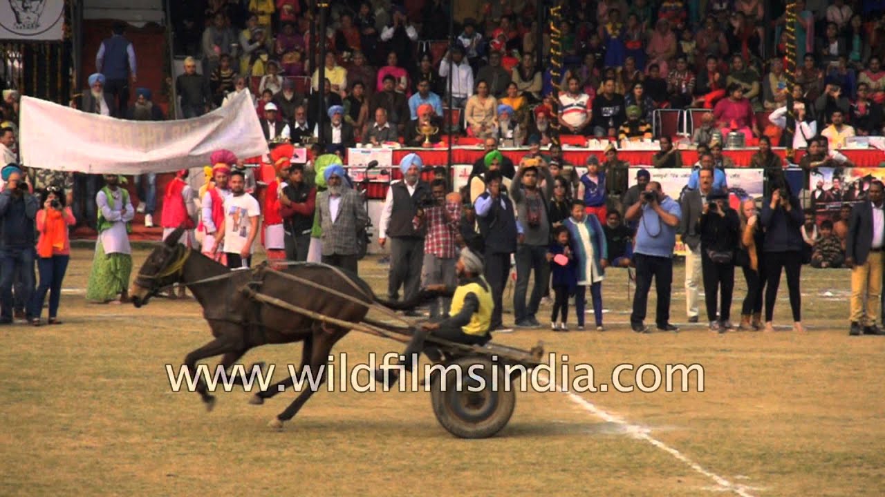 Horse cart racing - Kila Raipur, Punjab