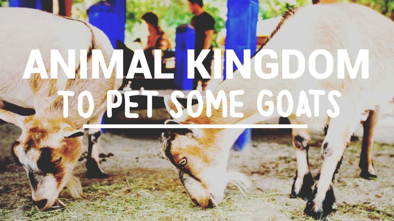 Petting animals at Animal Kingdom!!!