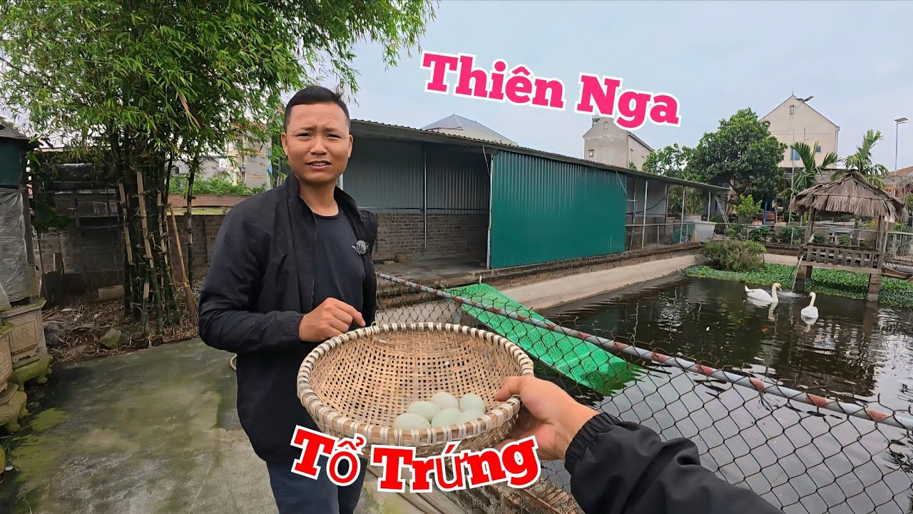 Đi Nhận Ổ Trứng Nhưng Gặp Thiên Nga Có Thái Độ Rất Lạ Dưới Bể Cá Koi....
