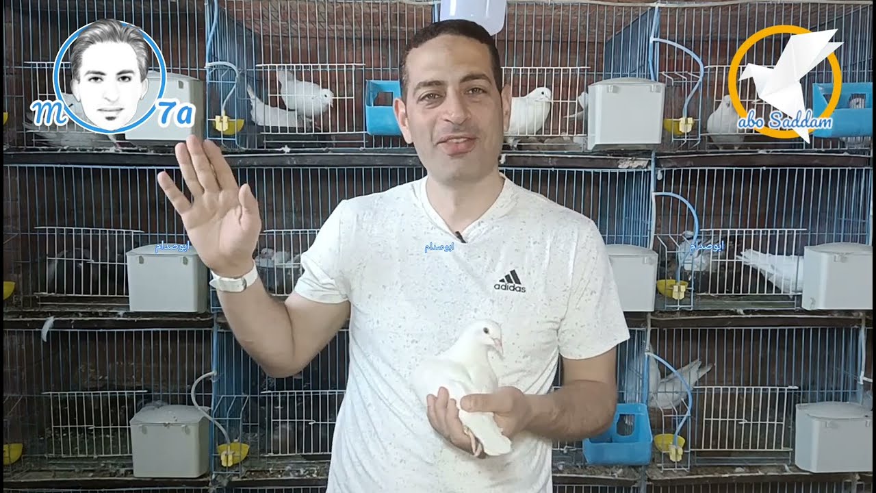 العلف تلف 2