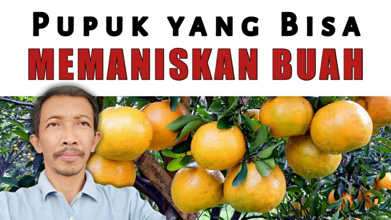 Perlu tahu !  Memaniskan Buah TIDAK Harus Menggunakan Pupuk Mahal