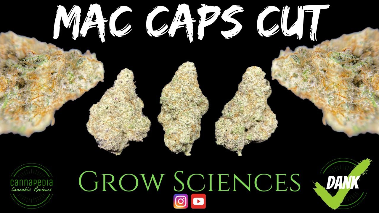 MAC Caps Cut Strain Review - Grow Sciences - Cannapedia
