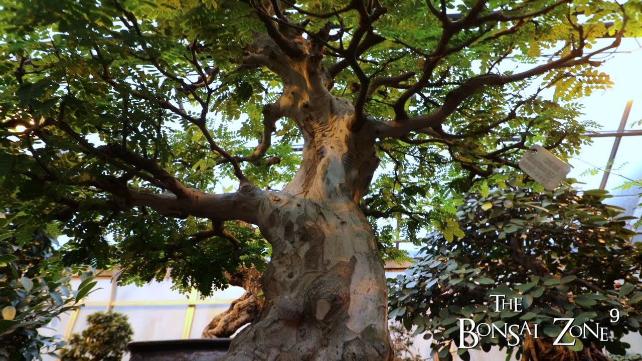 The Montreal Collection Part 2, The Bonsai Zone, Dec 2022