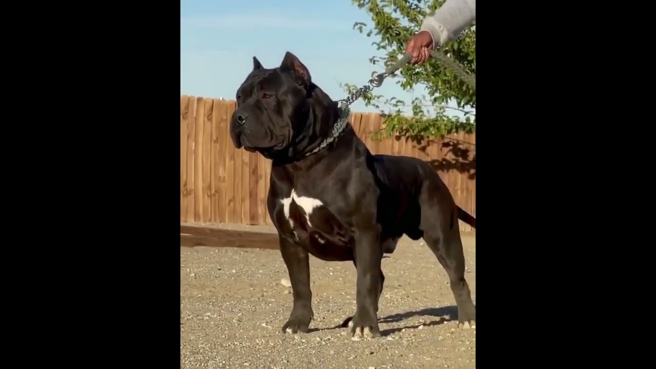 American bully Black xl