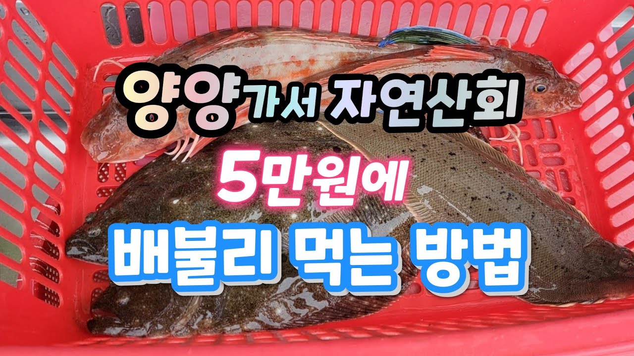 양양에서 자연산회 5만원에 배불리 먹는 방법 KOREA FOOD