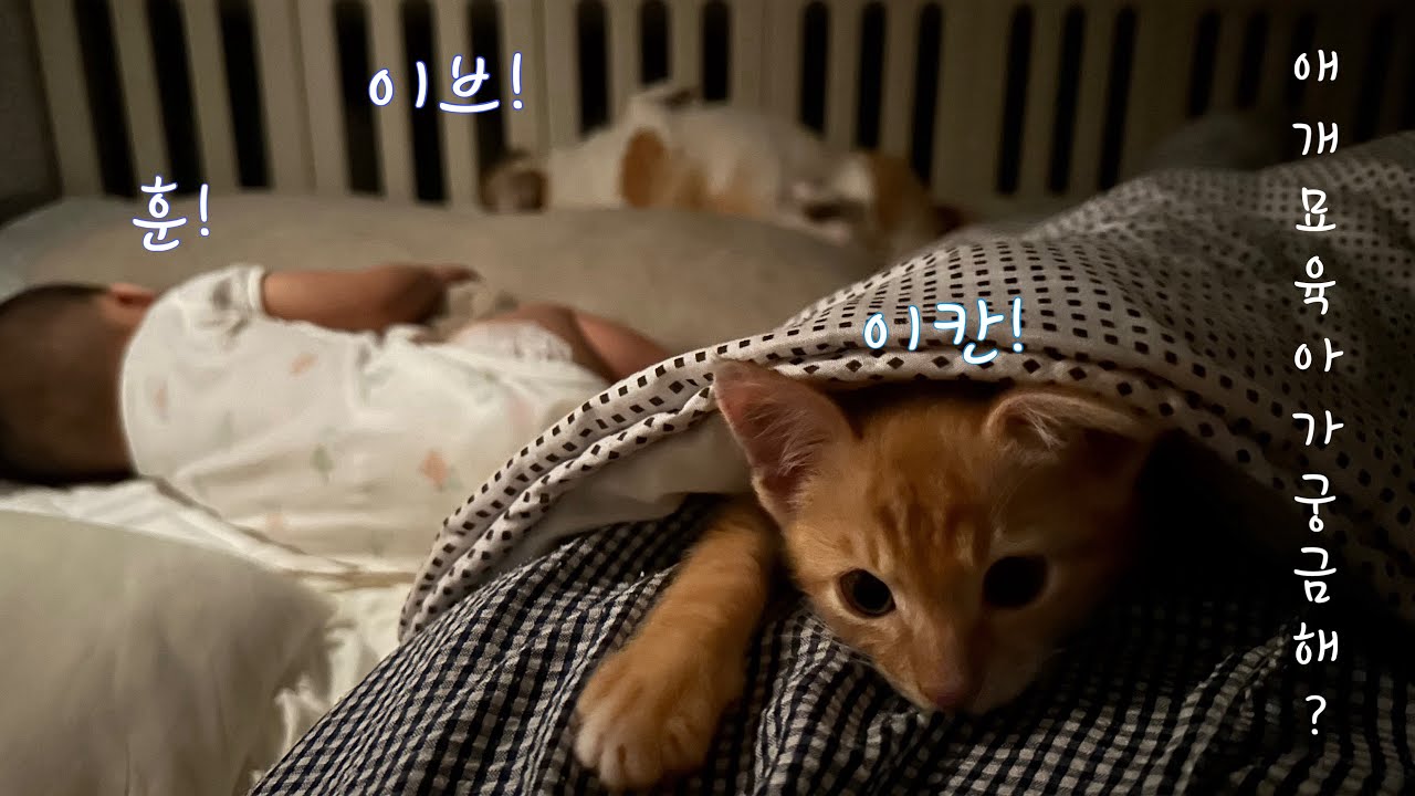 애개묘육아 주인공들을 소개합니다! 두둥