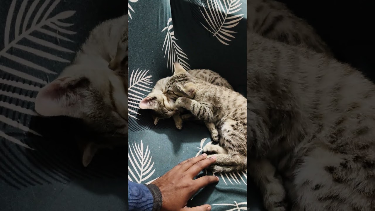 Baby cat
