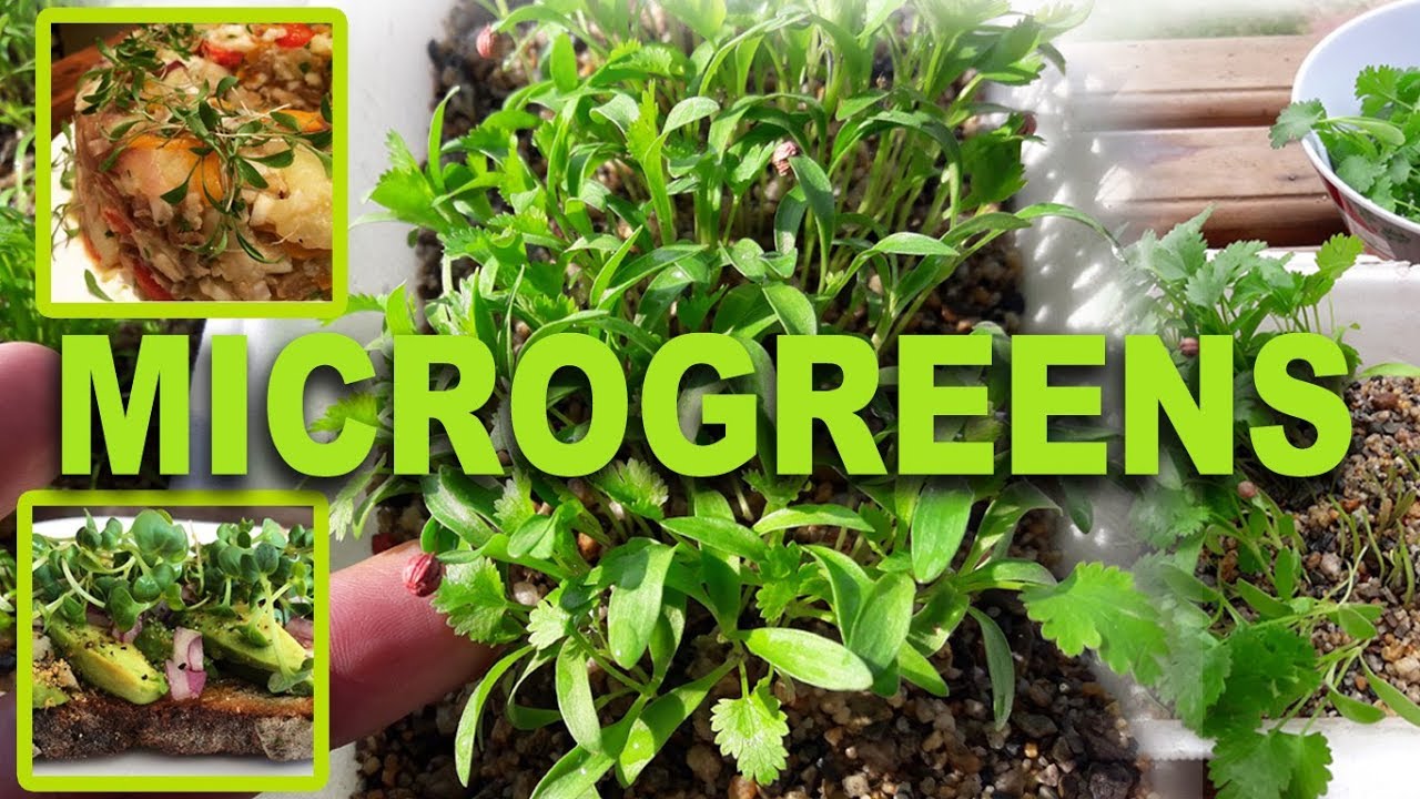 MICROGREENS ALIMENTACI&Oacute;N VIVA