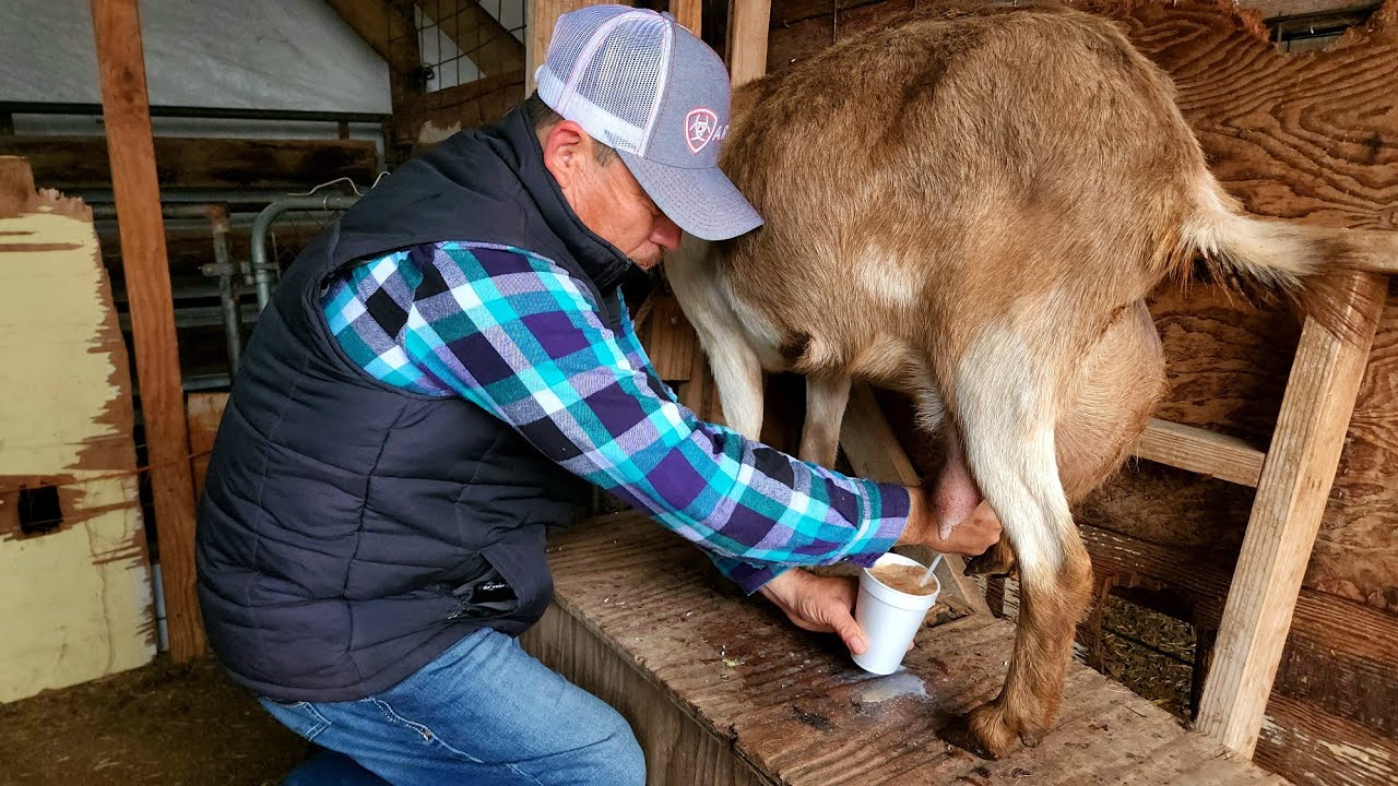 Como Preparar Un Buen Pajarete Con leche De chiva todo muy rico 😋