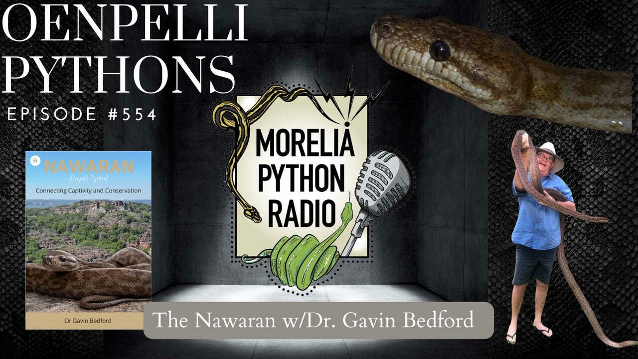 Oenpelli Pythons, The Nawaran w/Dr. Gavin Bedford