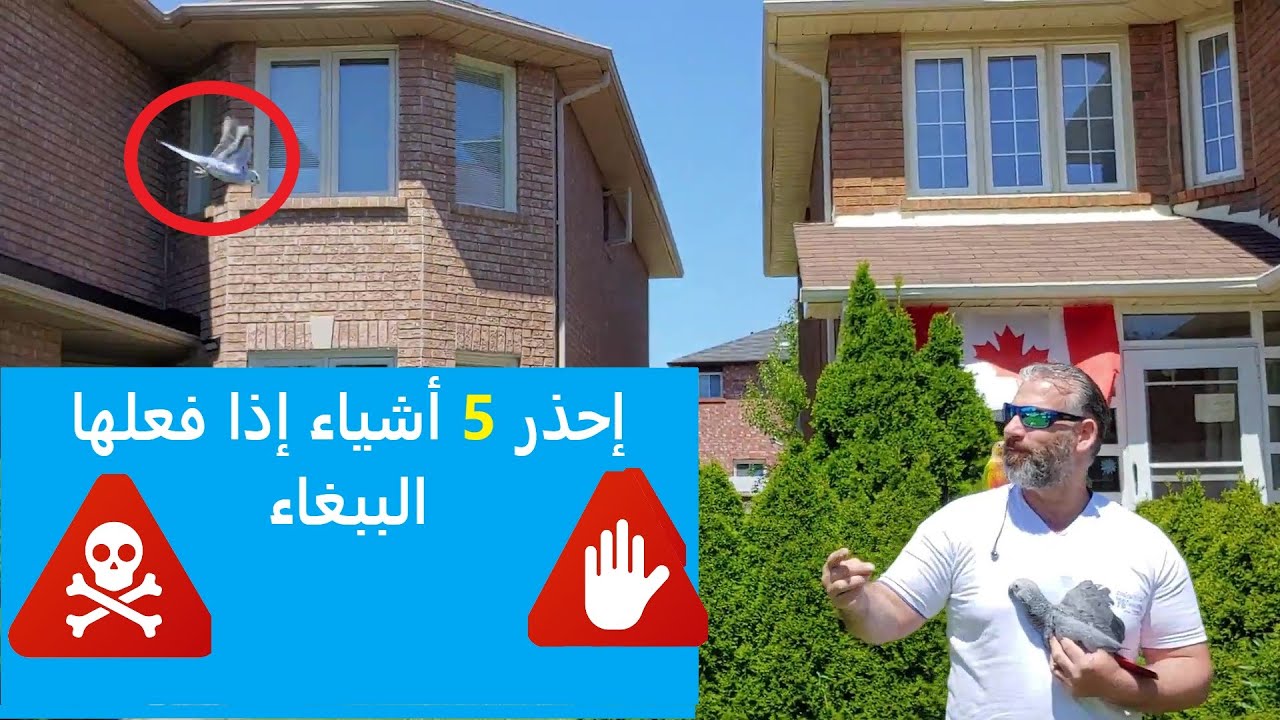 تعرف على سلوكيات ولغة جسد الببغاء