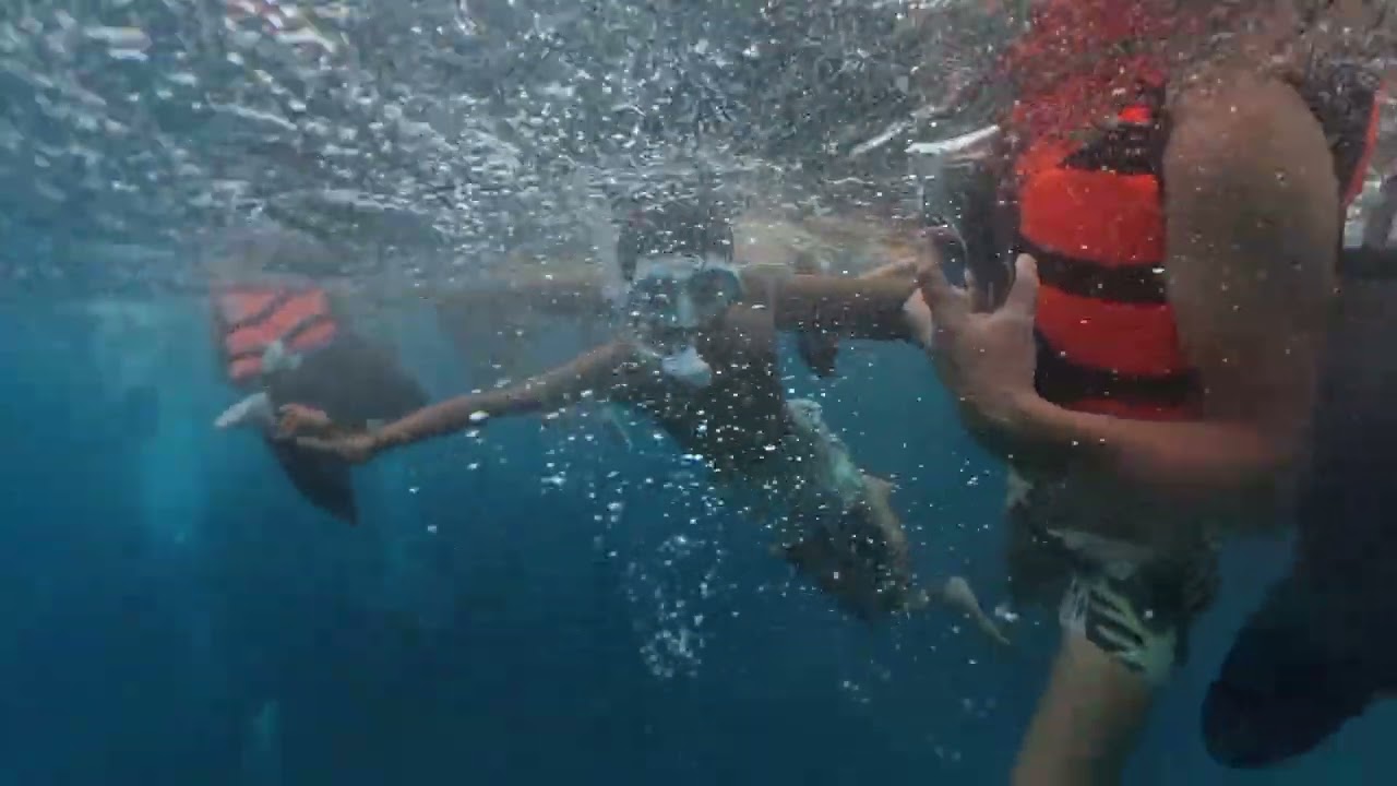 Whale Shark Encounter at Oslob, Philippines 