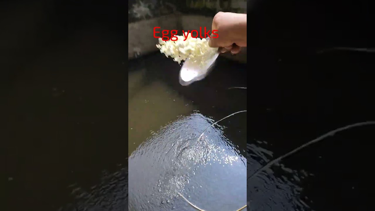 #catfish #magur #feeding #egg #yolk #protein #early #growth #biofloc #tank