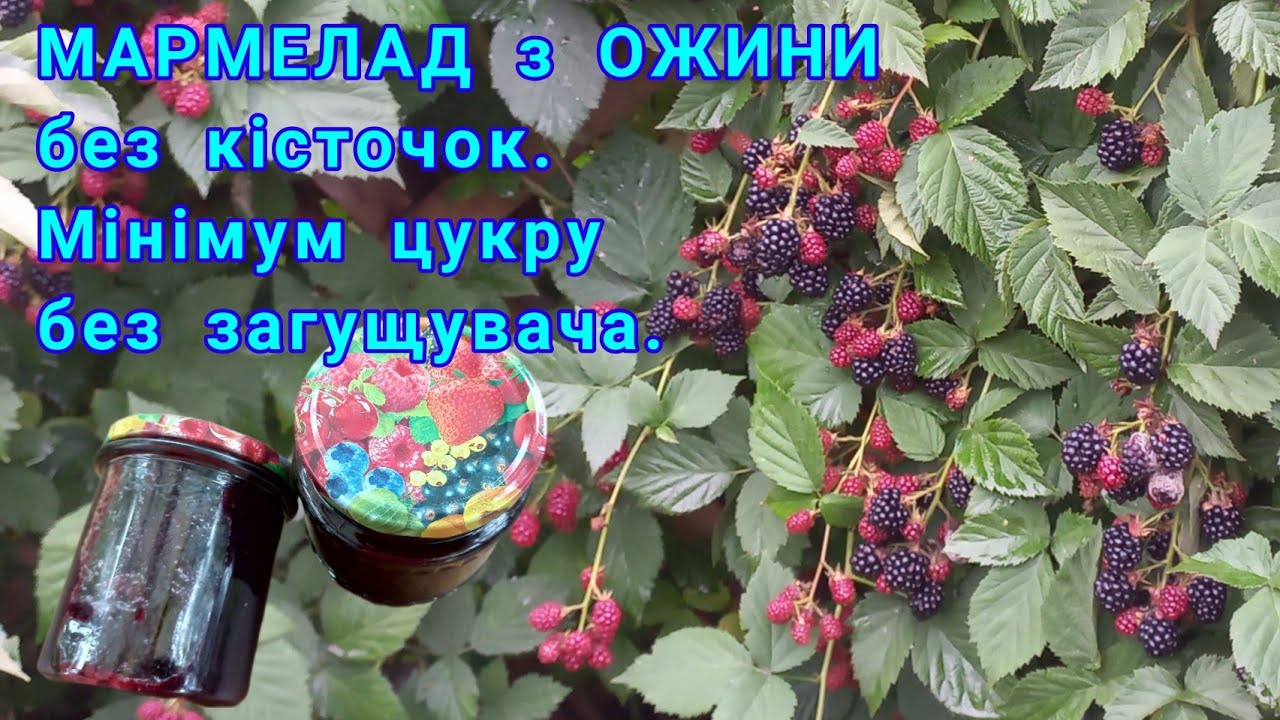 ДЖЕМ з ОЖИНИ БЕЗ КІСТОЧОК!Простий рецепт без загущувачів!#джемзожини#джемизежевики#вареньеизежевики
