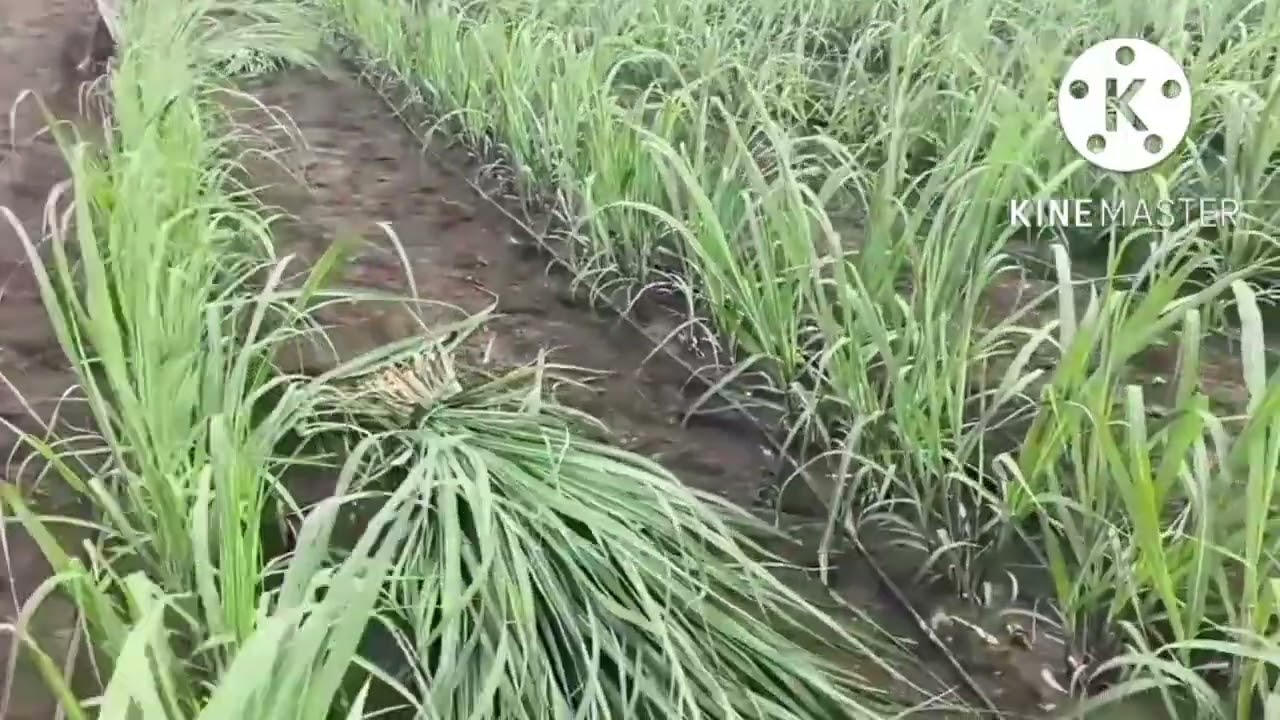 गन्ने की खेती ।। सबसे अच्छा तरीका है एक आंख की बुआई का