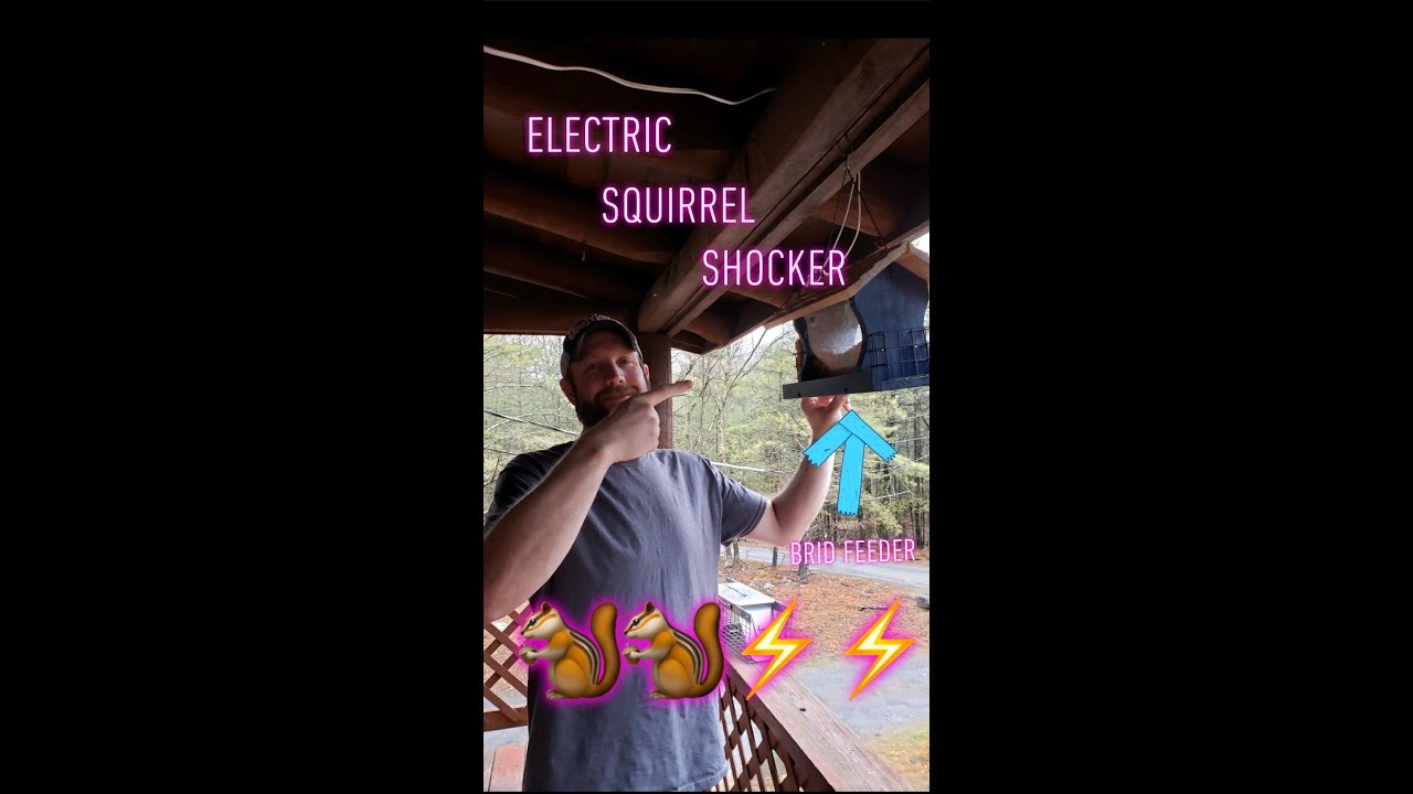 Squirrel getting shock by our homemade electric bird feeder !!!!