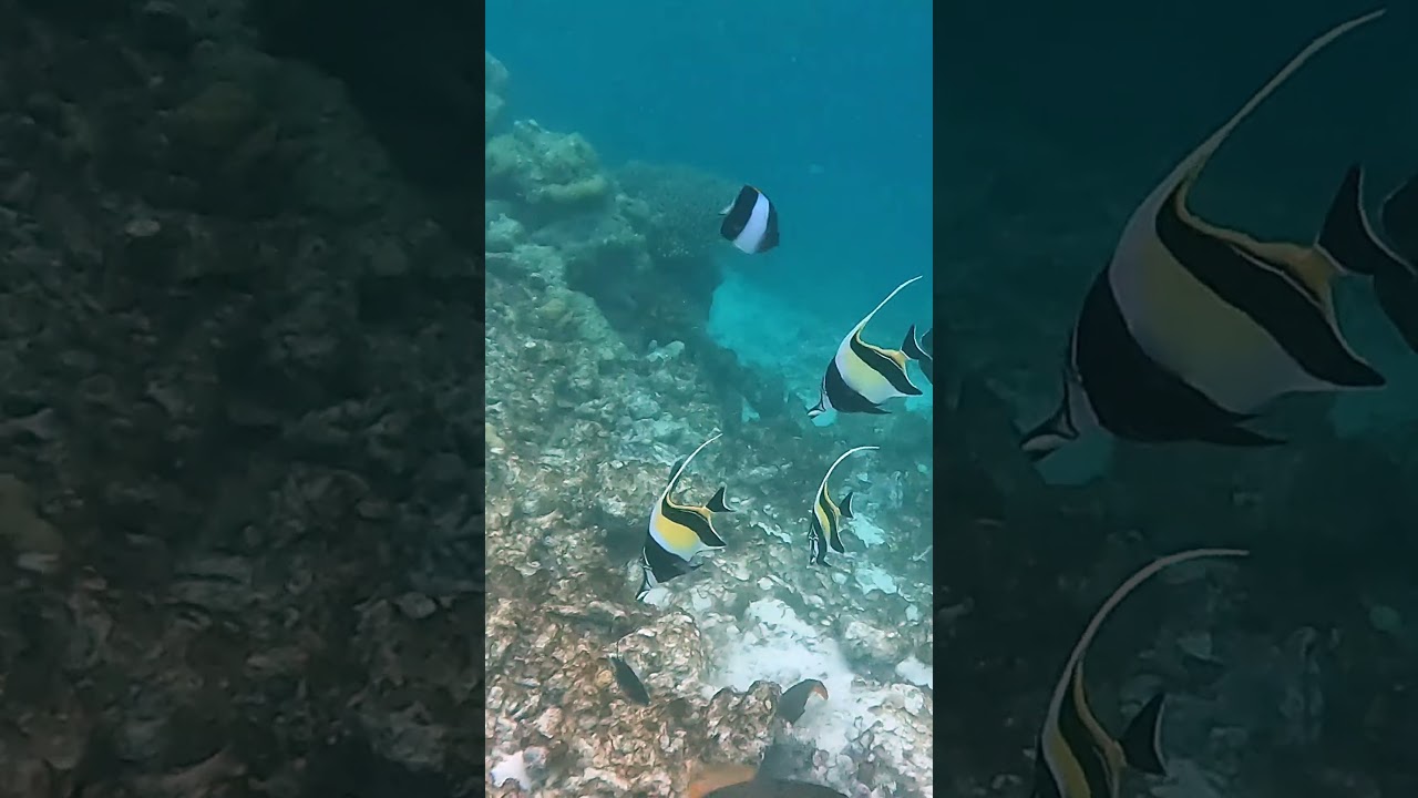 Снорк на Мальдивах. Рогатый занкл, или мавританский идол. #rasdhoo #fish #travel