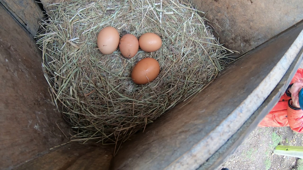 egg collecting on the farm, Farm life