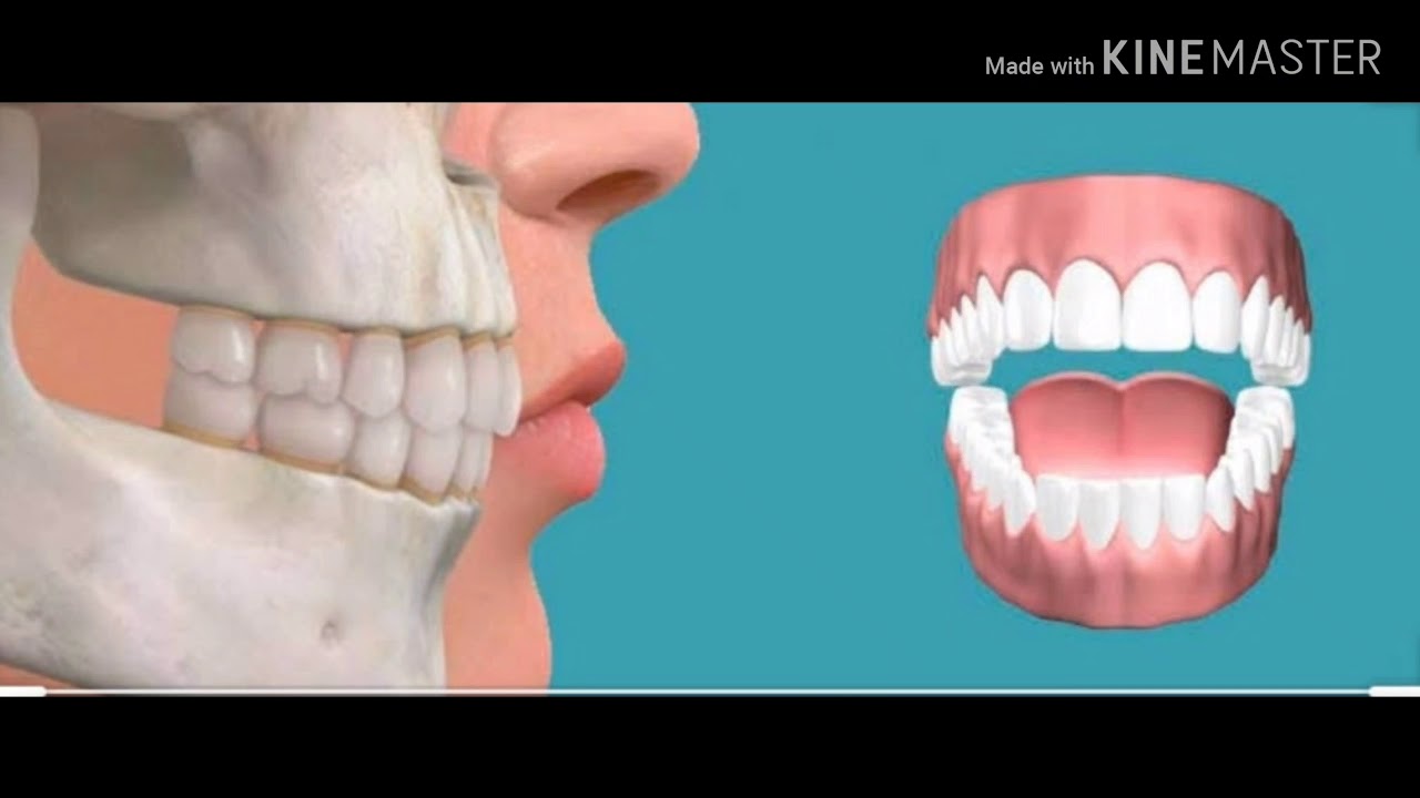 Oclusión dental.