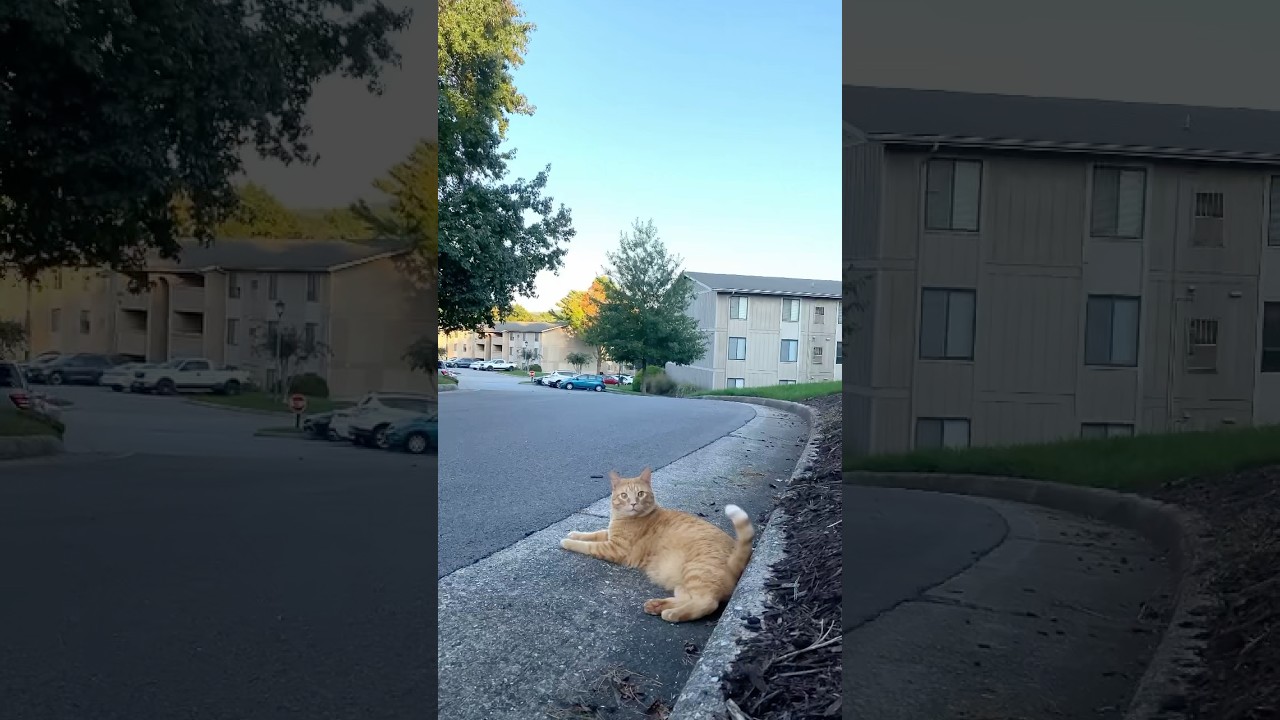 Gabrielle my extrovert cat 