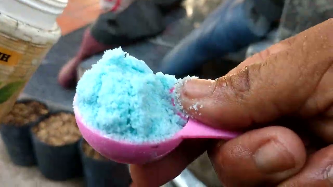Tưới Dưỡng rễ phục hồi cho mai vàng sau cắt đôn