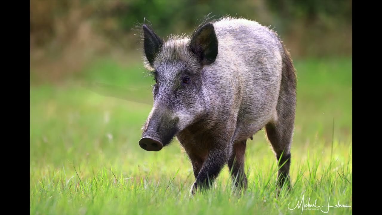 Animals 2