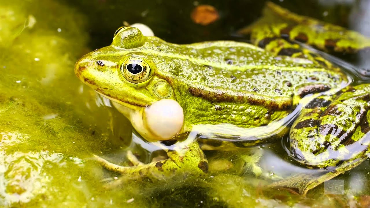 Quakender Wasserfrosch, Teichfrosch, Grünfrosch - Rana esculenta Frog