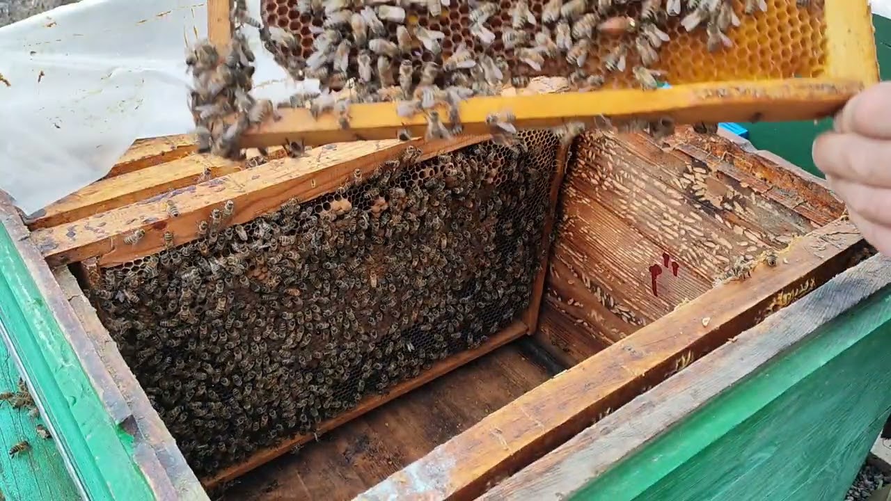Пересадка семьи в другой корпус и обработка пихтой.
