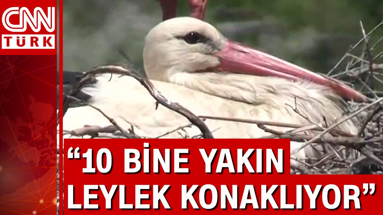 Leylekler Vadisi'nde kuluçka zamanı