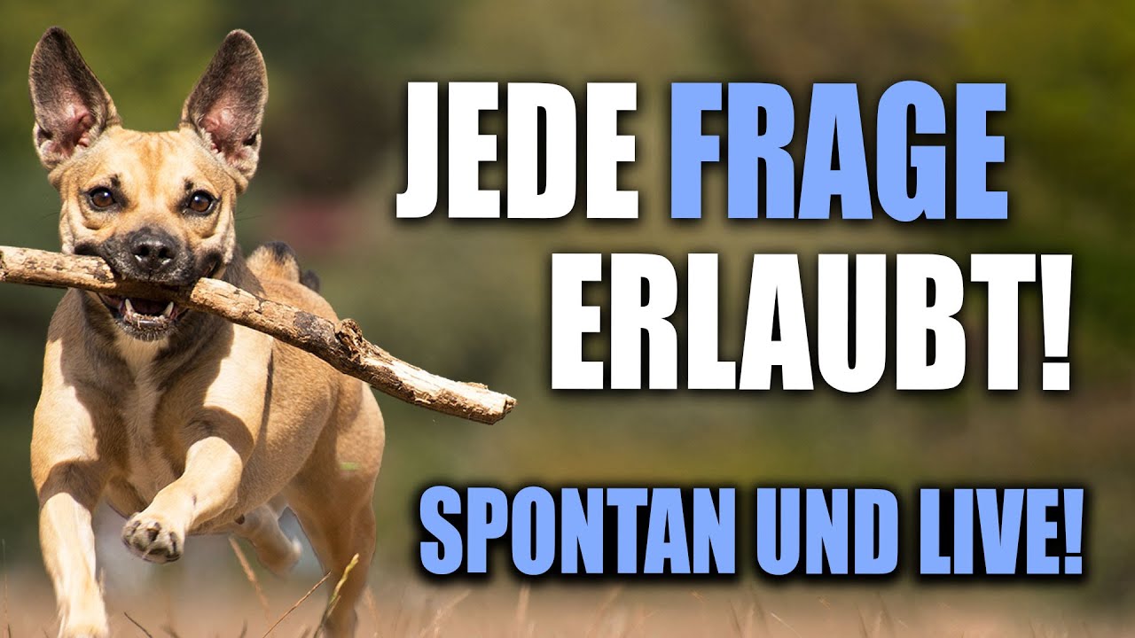 Korrekturen, Leinenführung und Aggression - JEDE Frage besprochen!