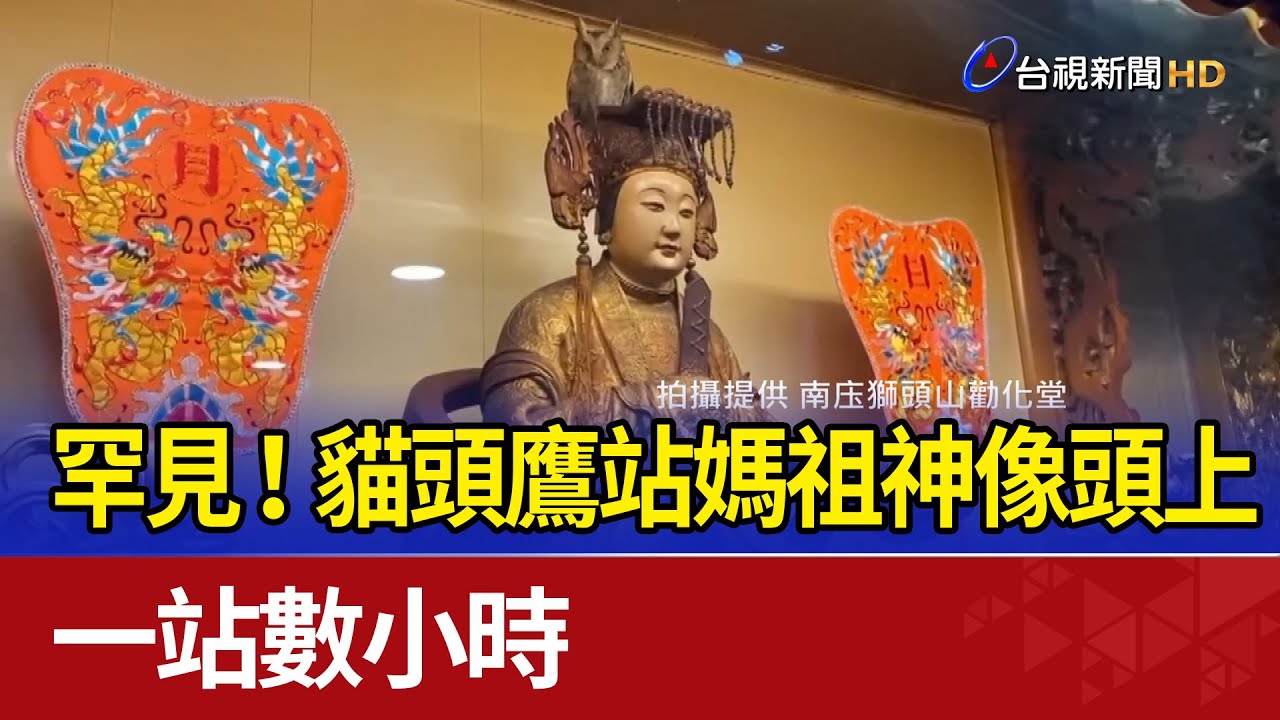 罕見！ 貓頭鷹站媽祖神像頭上 一站數小時