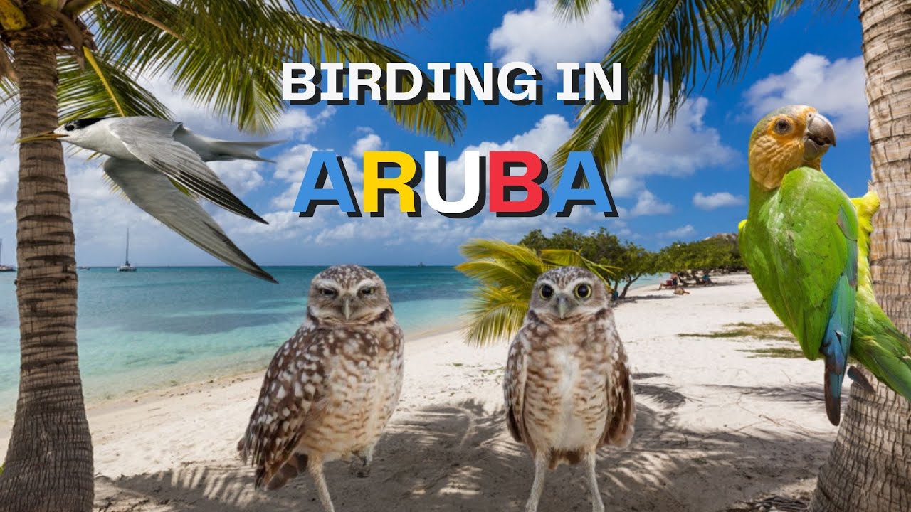Birding in Aruba