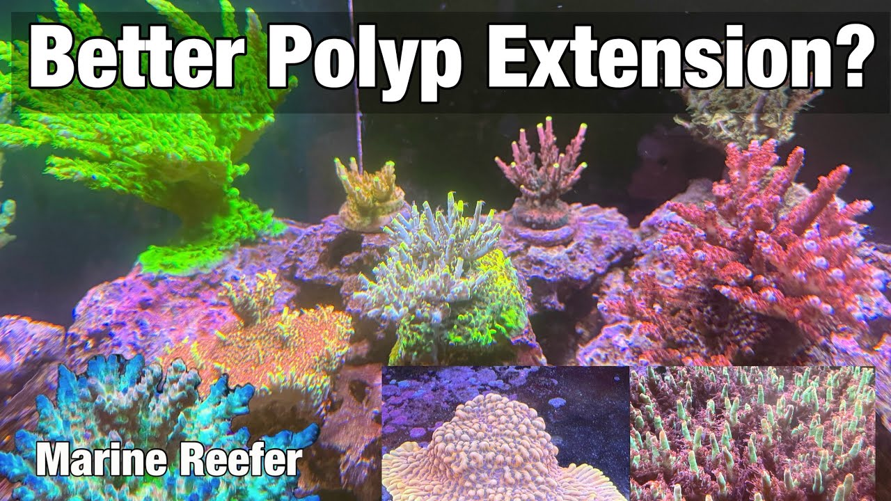 Better Polyp Extension? My Tips and Tricks for Acropora PE