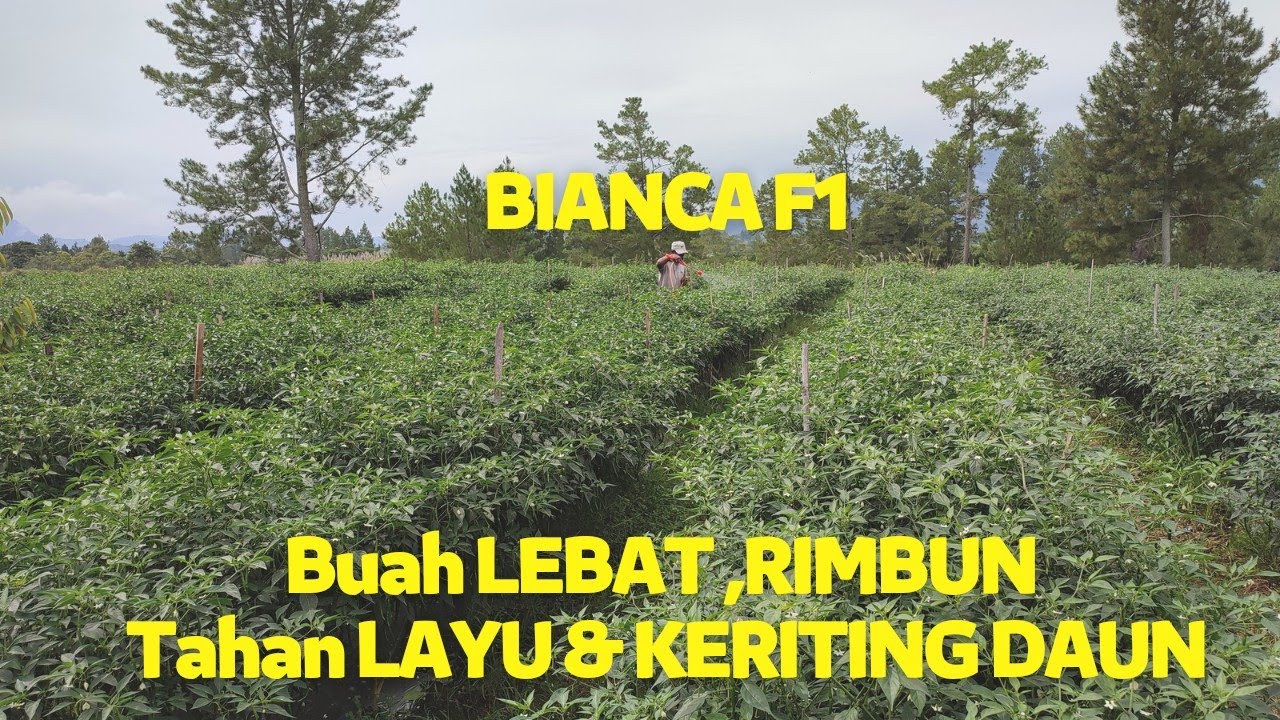 Benih Cabai Tahan Layu & Keriting Daun | Benih Cabai Hibrida Varietas BIANCA F1