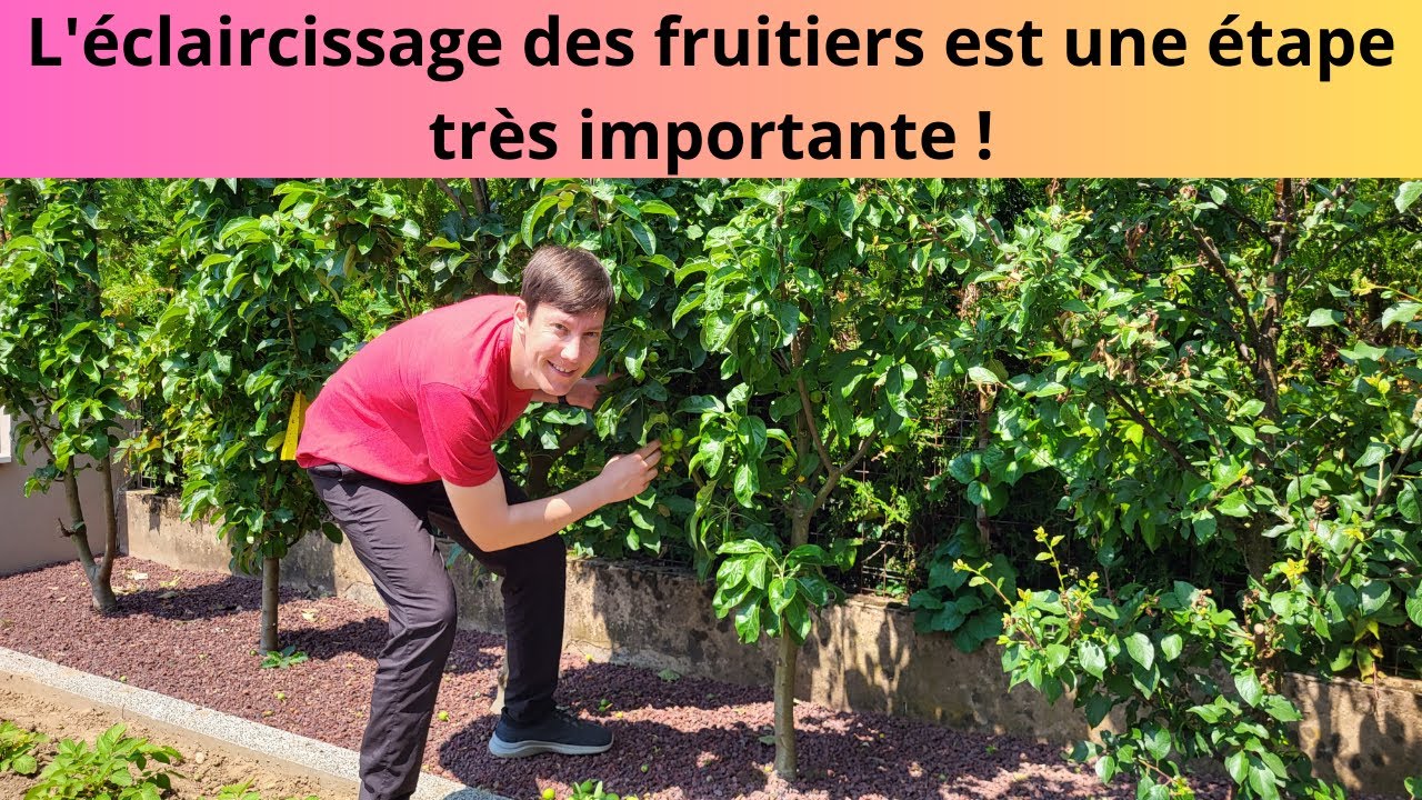 L'éclaircissage des fruitiers est une étape très importante !