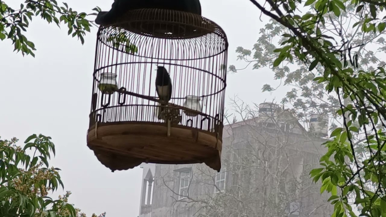Choè than già rừng hót hay