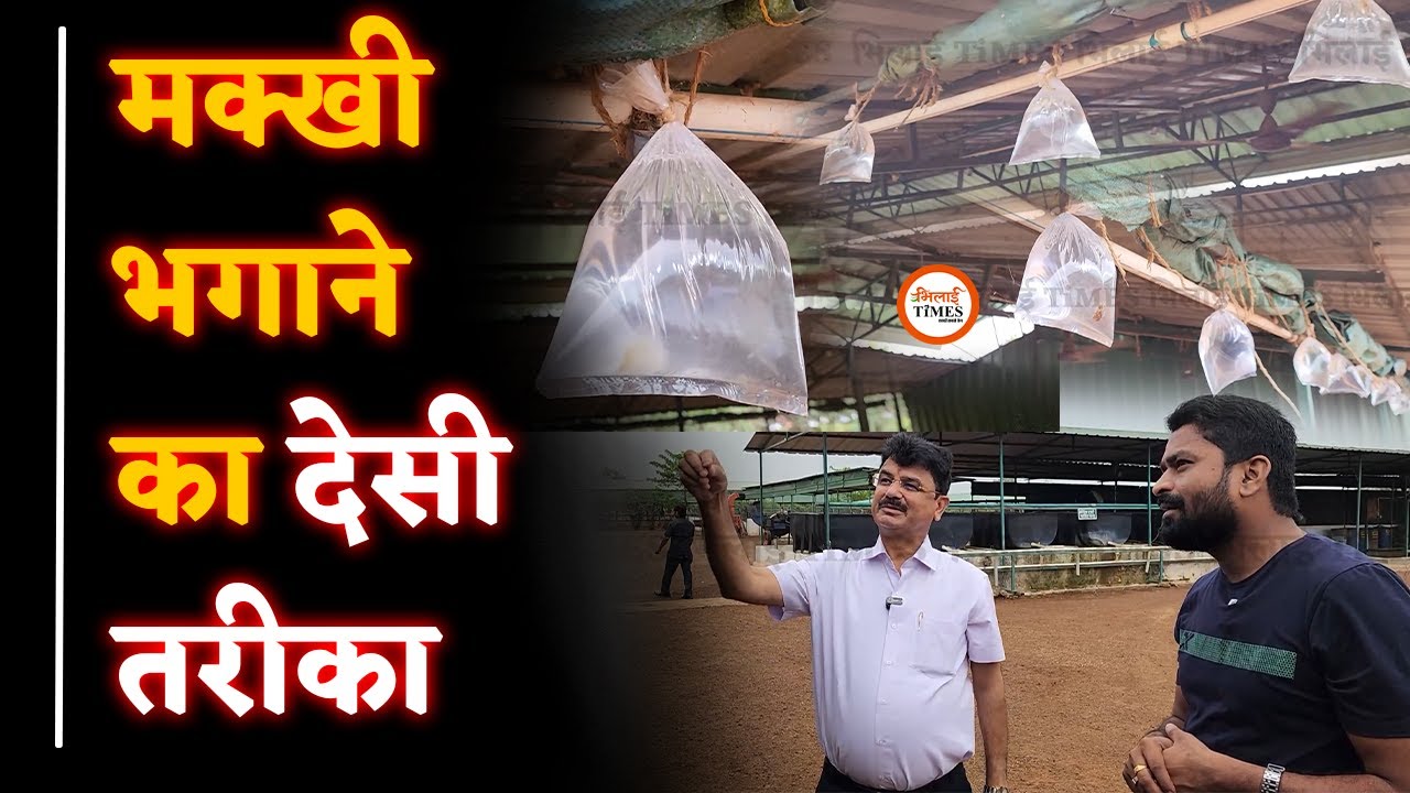 मक्खी से परेशान हैं तो देसी तरीके से ऐसे भगाइए| Durg| Anil Sharma| Yashwant Sahu | Bhilai Times |