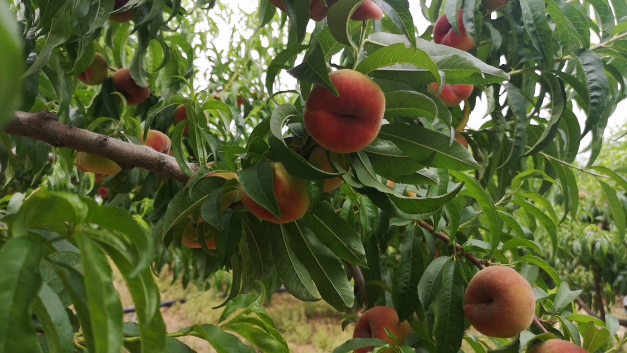 YASSI ŞEFTALİ BAHÇESİ ( Flat peach )