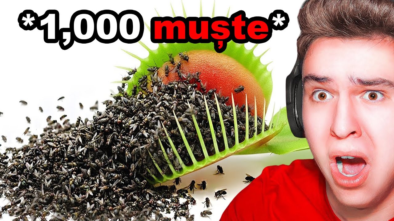 1,000 MUȘTE VS. PLANTE CARNIVORE!!