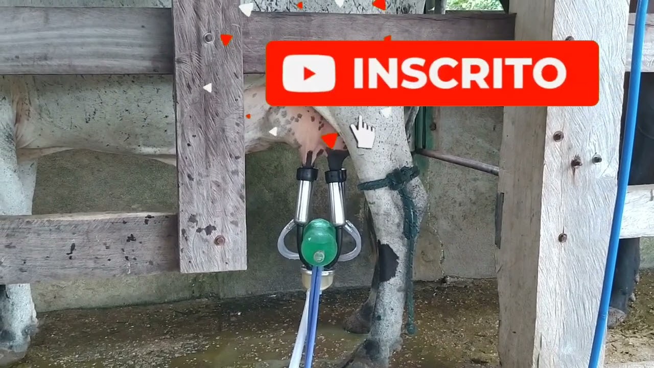 O QUE FAZER COM VACAS DE TIRADA DE LEITE DURA | 2 T&Eacute;CNICA SIMPLES VEJA !