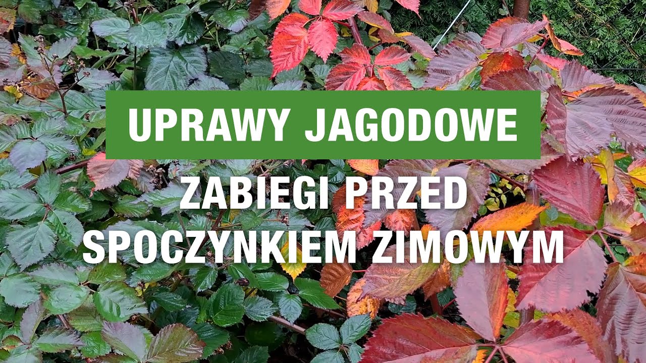 Jesienne wapnowanie plantacji jagodowych