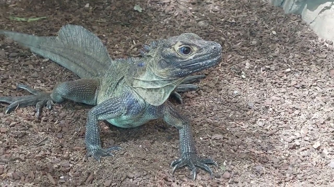 Dragons are real (Philippine sailfin lizard)