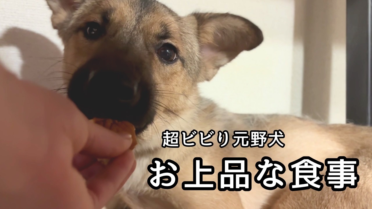 元野犬が披露するお上品なもぐもぐタイム【もみじ饅頭(犬用】