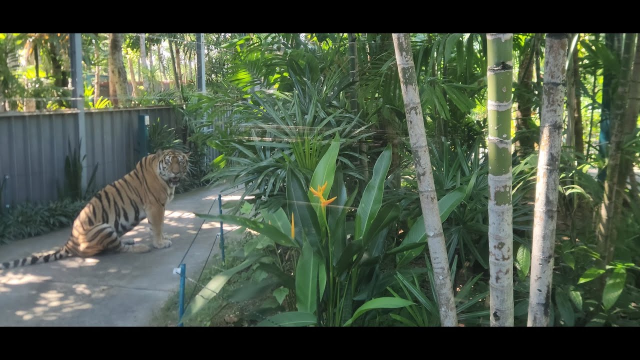 See Tiger Park Pattaya 🇹🇭.