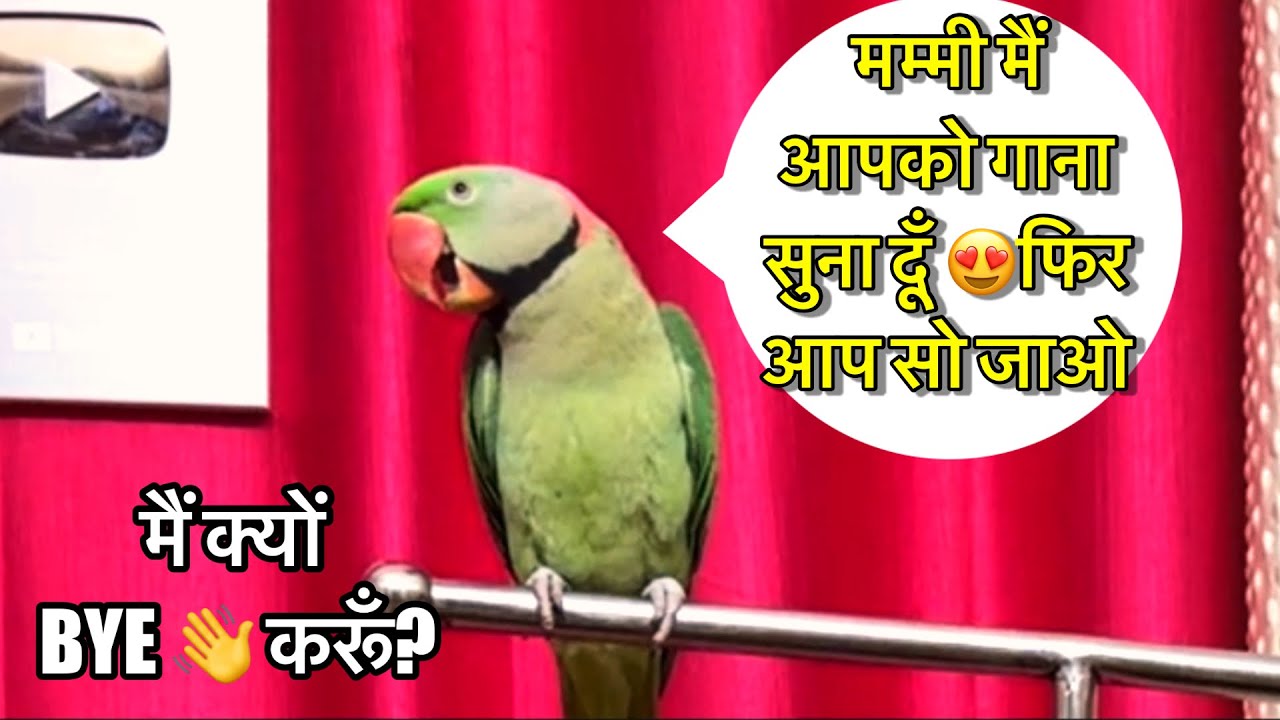 मम्मी 👩 आओ गाना 🎤🦜सुना दूं फिर आप सो जाओ 😍Talking Parrot 🦜 