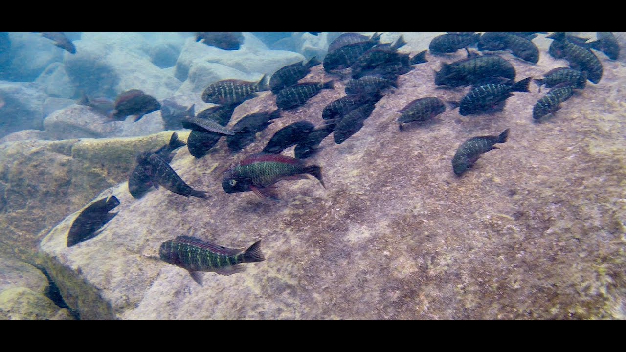 Swimming With Cichlids - Tropheus moorii - Cape Chaitika
