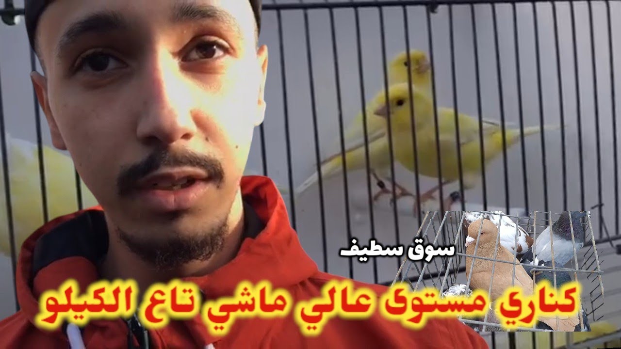 سوق سطيف حمام و طيور برية | كناري محترف في بودواو